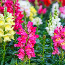 Image result for Antirrhinum