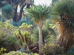 Image result for Aloidendron