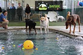Sarasotas Bayside Pet Resort Builds A Doggie Swimming And Wading Pool
