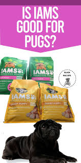 Is Iams Good For Pugs In 2020 Iams Dog Food Dog Food Recipes Foods Dogs Can Eat