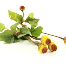 Image result for Craspedorhachis