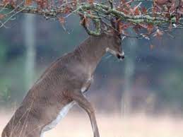 Male deer also will damage or shred the bark of small trees by rubbing their antlers to remove the velvet during the fall breeding season or rut. Deer Rubbed Bark Off Trees How To Keep Deer From Rubbing Trees