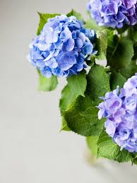 Blue hydrangea is a small round flower (are tall flowers in newer versions of the mod) found in the flower island and mystic grove biomes. Hydrangea Funny How Flowers Do That