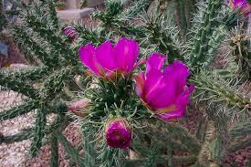 Also know as christmas cholla. Cholla Cactus Flower Plant Pink Cholla Flower Desert Flower Pikist