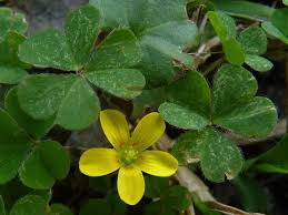 Image result for Oxalis purpurascens
