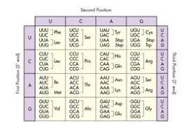 Use The Codon Chart Below To Determine Which Amino Acid