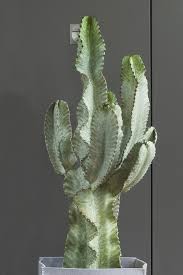 This 26 tall columnar cactus is a thick variegated beauty with green color with a yellow tinge in some areas. Cactus And Succulents Easy Plants To Grow Three Elegant Varieties