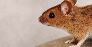 Jangan bimbang, dalam artikel ini kami kongsikan tentang cara halau tikus agar rumah anda bukan sahaja bersih, tetapi selamat daripada sebarang penyakit. 15 Cara Mengusir Tikus Praktis Dan Ampuh Dengan Bahan Alami