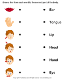 Download and print these body parts for kids coloring pages for free. Human Body S Worksheet Turtle Diary