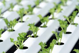 Best Hydroponic Systems of 2024 - The Ultimate Guide - Growcycle