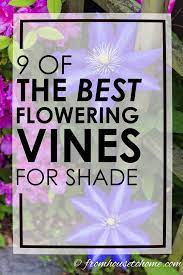 The area is on the north side of the house and gets some morning sun but western afternoon sun is blocked by a fence. Flowering Vines For Shade 9 Of The Best Perennial Shade Vines That Won T Take Over Your Garden Gardening From House To Home Flowering Vines Perennial Flowering Vines Shade Vines