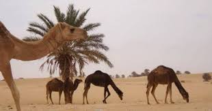Pin On صور من سبها