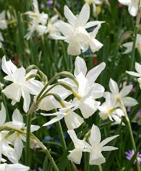 Narcissus Thalia Narcissus Bulb Flowers Narcissus Flower