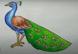 1) draw a rectangle that will define the conditional proportions and boundaries of the chosen drawing. How To Draw A Peacock Step By Step With Pictures Drawing A Peacock