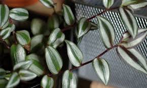 Are yucca plants poisonous to dogs? Wandering Jew Plant And Cats Is It Poisonous
