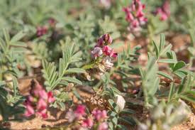 Image result for Chenolea