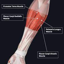The term forearm is used in anatomy to distinguish it from the arm. Muscle Compartments Of The Forearm Complete Anatomy