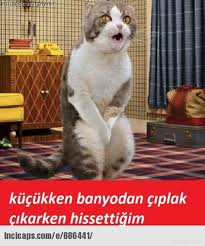 Al Su Parayi Konuyu Kapat Caps Google Da Ara Komik Kediler Komik Ve Komik Resimler