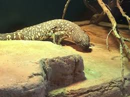 The mexican beaded lizard (heloderma horridum) is a species of lizard in the family helodermatidae, one of the two species of venomous beaded lizards found principally in mexico and southern guatemala. Beaded Lizard Heloderma Horridum Jungledragon