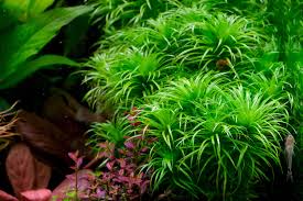 Image result for Syngonanthus