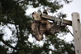 They produced at least one historic juvenile — new york city's. Pse Rescues Stuck Juvenile Bald Eagle The Northern Light