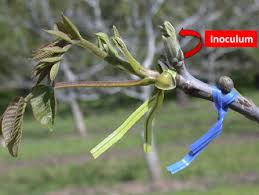 Image result for Walnut blight