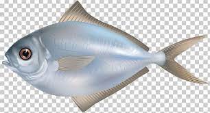 Fish As Food Fishing Png Animals Computer Icons Download Fauna Fin Png Colorful Fish Fish