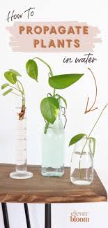The secret world of roots. How To Root Plant Cuttings In Water For Propagation Plant Cuttings Propagate Plants In Water Propagating Plants