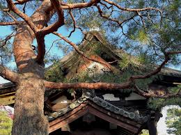 Image result for Tragia okanyua