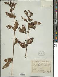 Image result for Hyptis lanceolata