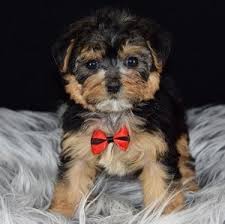 See more ideas about yorkie poo, yorkie poo puppies, yorkie. Yorkiepoo Puppies For Sale In Pa Yorkiepoo Puppy Adoptions
