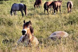 How Horses Sleep A To Zzzz Guide To Equine Rest