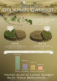 Memproses tanah gambut untuk tanam jahe подробнее. Lahan Gambut In English