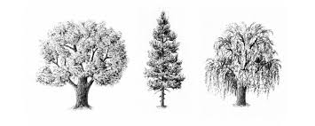 How to draw trees with pencil.trees are lovely. How To Draw Trees