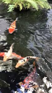 Do You Know How Do Fish Mate Fish Education A Must Watch Pet Fish Koi Fish Pond Fish