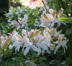 Azalea Delicatissimum Azaleas Rhododendron Flowers