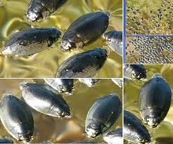 Whirligig Beetles New York Freshwater Macroinvertibrates For Biomonitoring Inaturalist Select from premium whirligig beetle of the highest quality. whirligig beetles new york freshwater