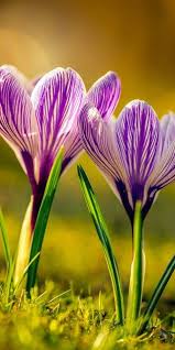I colori, le forme ed i profumi che contraddistinguono i fiori li rendono unici ed amati da moltissime persone. Due Crochi 4k Primavera Crochi Viola Fiori Di Primavera Crochi Bellissimi Fiori Tutorial Per Disegnare Fiori Foto Di Fiori Sfondi