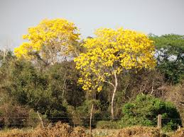 Image result for Handroanthus chrysanthus