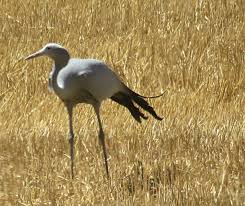 Bird Travel Photos Birding Sites Bird Information Blue Crane Wheat Fields Cape Town South Africa Bird Photography Wheat Fields Bird Photo