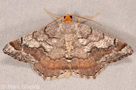 Image result for Mohria marginalis