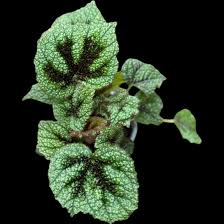 Image result for Begonia meyeri-johannis