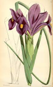 Iris Filifolia Wikipedia