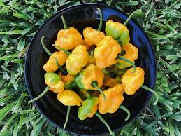 Peppers are packed with potassium and vitamins a, c and dietary fiber. Tips On Cooking With Scotch Bonnet Pepper Jamaicans Com