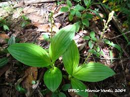 Image result for Liparis nervosa