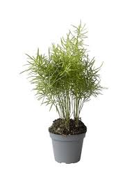 Image result for A. densiflorus Sprengeri