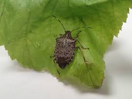 A number of insecticides, including commodities in the absence of control measures, widespread infestations of homes and. Cherry Stink Bug Pacific Northwest Pest Management Handbooks