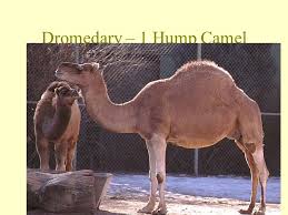 Wildlife of afghanistan wildlife of saudi arabia home. The Camel Chapter 27 Dromedary 1 Hump Camel Bactrian 2 Hump Camel Ppt Download
