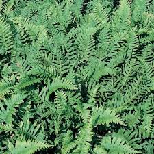 Image result for Pellaea doniana