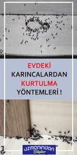 Evdeki Karincalardan Kurtulma Yontemleri In 2020 Novelty Sign Novelty